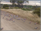 foto Flora e Fauna Australiana